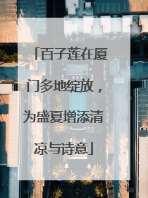 百子莲在厦门多地绽放，为盛夏增添清凉与诗意