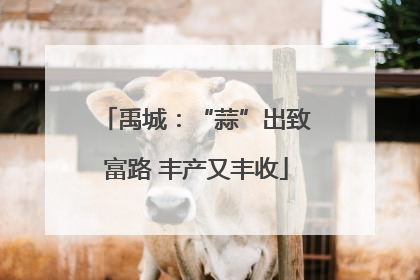 禹城：“蒜”出致富路 丰产又丰收