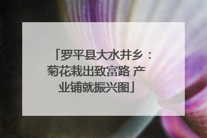 罗平县大水井乡：菊花栽出致富路 产业铺就振兴图