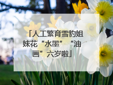人工繁育雪豹姐妹花“水墨”“油画”六岁啦