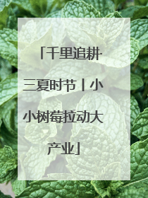 千里追耕·三夏时节丨小小树莓拉动大产业