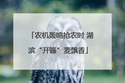 农机轰鸣抢农时 湖滨“开镰”麦飘香