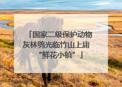 国家二级保护动物灰林鸮光临竹山上庸“鲜花小镇”