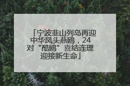 宁波韭山列岛再迎中华凤头燕鸥，24对“酷鸥”喜结连理迎接新生命