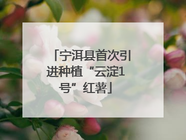 宁洱县首次引进种植“云淀1号”红薯
