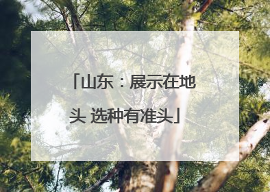 山东：展示在地头 选种有准头