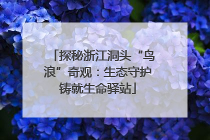 探秘浙江洞头“鸟浪”奇观：生态守护铸就生命驿站