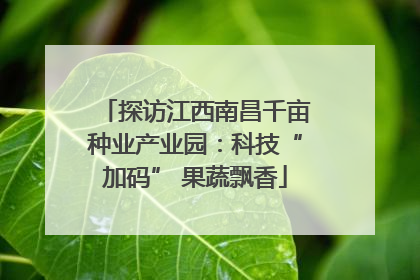 探访江西南昌千亩种业产业园：科技“加码” 果蔬飘香