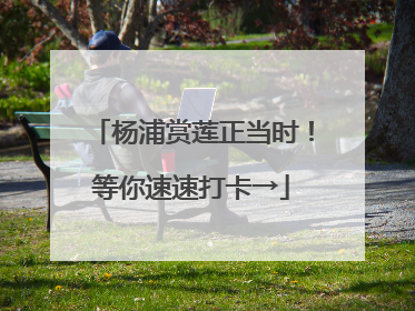 杨浦赏莲正当时！等你速速打卡→