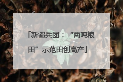 新疆兵团：“两吨粮田”示范田创高产
