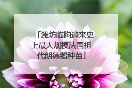潍坊临朐迎来史上最大规模法国祖代朗德鹅种苗