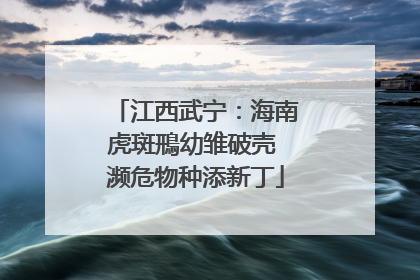 江西武宁：海南虎斑鳽幼雏破壳 濒危物种添新丁