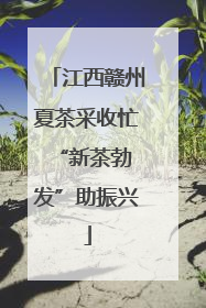 江西赣州夏茶采收忙 “新茶勃发”助振兴