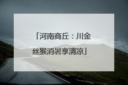 河南商丘：川金丝猴消暑享清凉