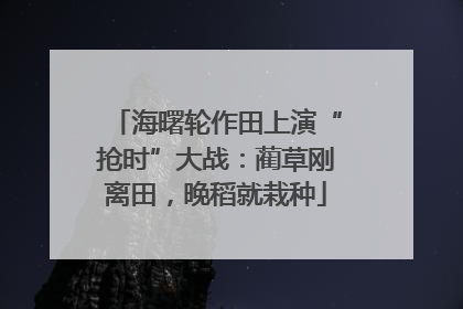 海曙轮作田上演“抢时”大战：蔺草刚离田，晚稻就栽种