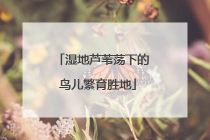湿地芦苇荡下的鸟儿繁育胜地