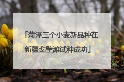 菏泽三个小麦新品种在新疆戈壁滩试种成功