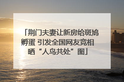 荆门夫妻让新房给斑鸠孵蛋 引发全国网友竞相晒“人鸟共处”图