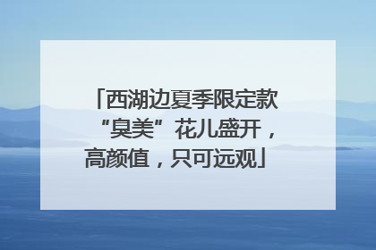 西湖边夏季限定款“臭美”花儿盛开，高颜值，只可远观