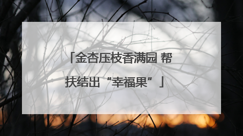 金杏压枝香满园 帮扶结出“幸福果”