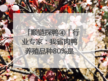 顺链探鸭④｜行业专家：我省肉鸭养殖品种80%是樱桃谷鸭