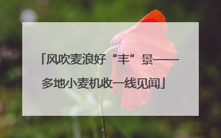 风吹麦浪好“丰”景——多地小麦机收一线见闻