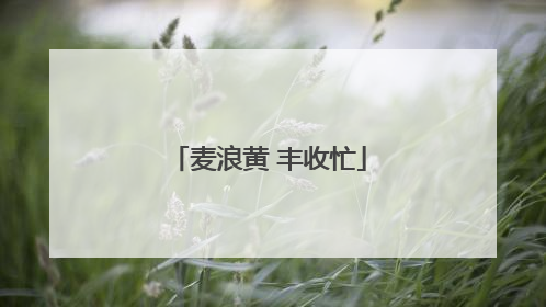 麦浪黄 丰收忙