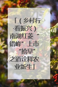 （乡村行·看振兴）南湖红菱“错峰”上市 “抢早”之道诠释农业新生